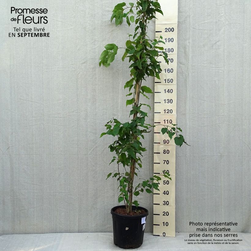 Exemplaar van Poliothyrsis sinensis - Chinese parelboom Pot van 20 l/25 l zoals geleverd in de zomer