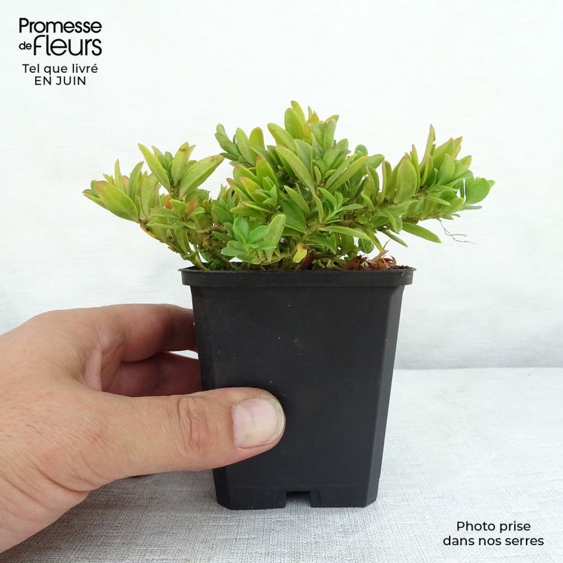 Exemplaar van Polygala chamaebuxus Grandiflora - Vleugeltjesbloem Kweekpotje van 8/9 cm zoals geleverd in de zomer