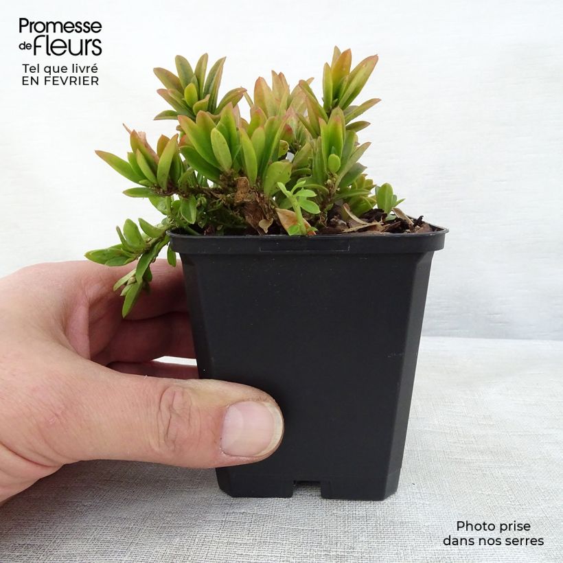 Exemplaar van Polygala chamaebuxus Grandiflora - Vleugeltjesbloem Kweekpotje van 8/9 cm zoals geleverd in de winter