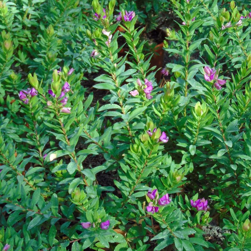 Polygala myrtifolia - Vleugeltjesbloem (Foliage)