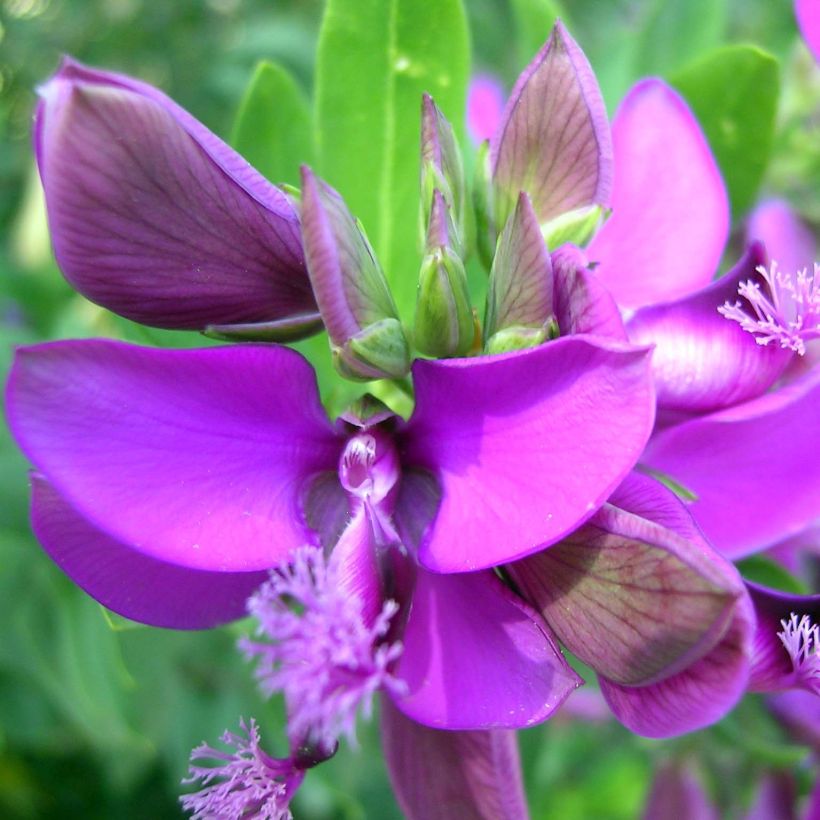 Polygala myrtifolia - Vleugeltjesbloem (Flowering)