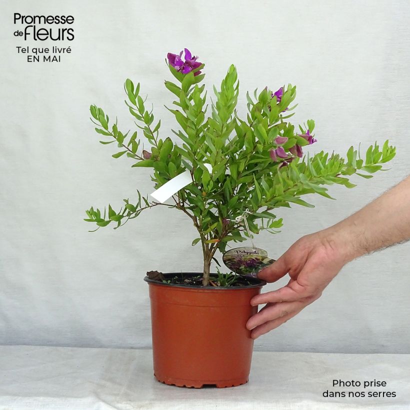 Exemplaar van Polygala myrtifolia - Vleugeltjesbloem Pot van 2 l/3 l zoals geleverd in de lente