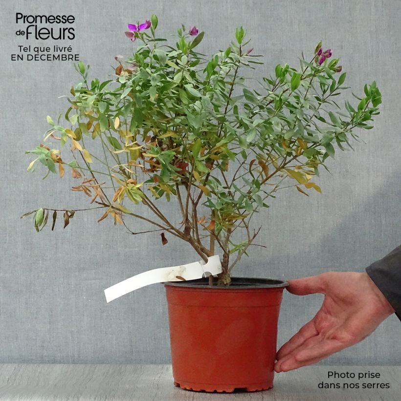 Example of Polygala myrtifolia - Polygale à feuilles de myrte Pot van 2 l/3 l as you get in hiver