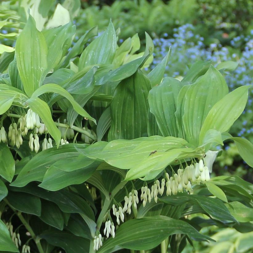Polygonatum Weihenstephan - Tuinsalomonszegel (Foliage)