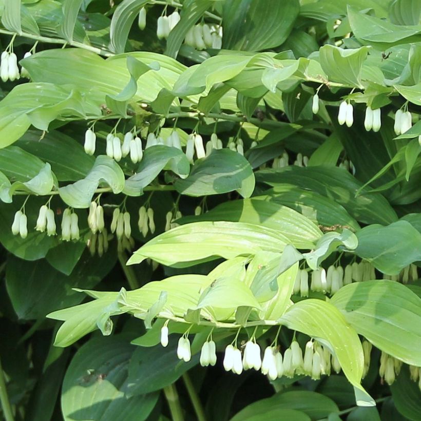 Polygonatum Weihenstephan - Tuinsalomonszegel (Flowering)