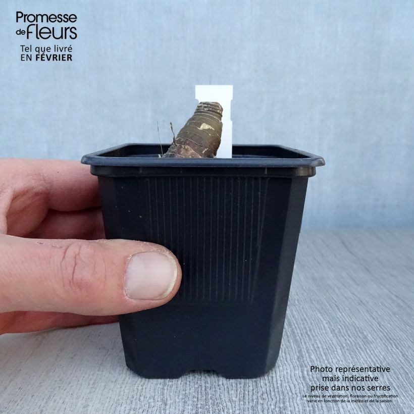 Example of Polygonatum Weihenstephan - Sceau de Salomon Kweekpotje van 8/9 cm as you get in hiver