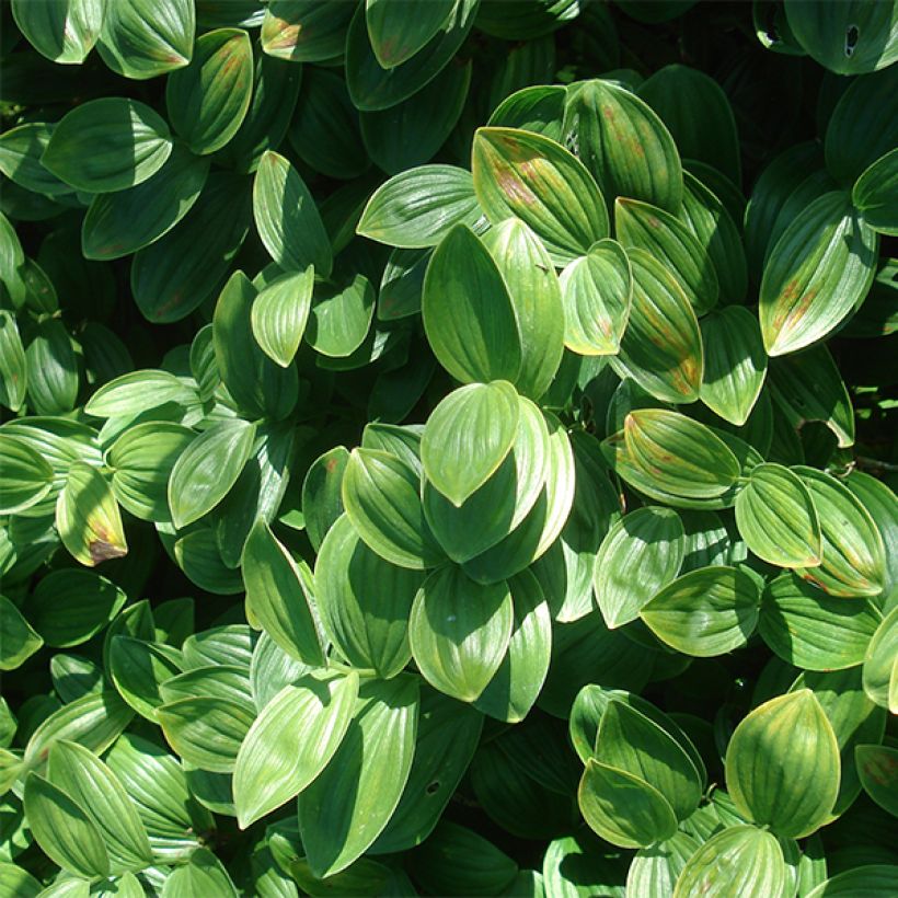 Polygonatum humile - Salomonszegel (Foliage)