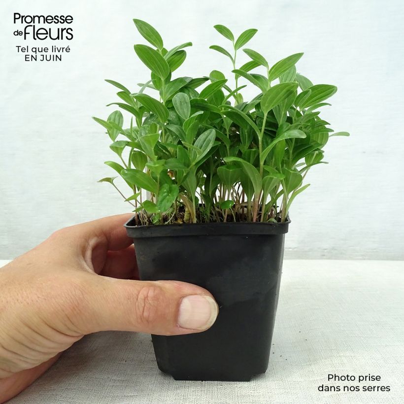 Exemplaar van Polygonatum humile - Salomonszegel Kweekpotje van 8/9 cm zoals geleverd in de zomer