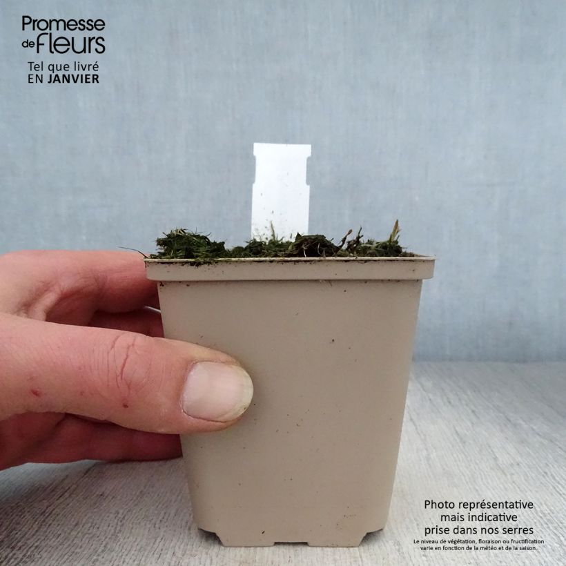 Example of Polygonatum humile - Sceau de Salomon Kweekpotje van 8/9 cm as you get in hiver