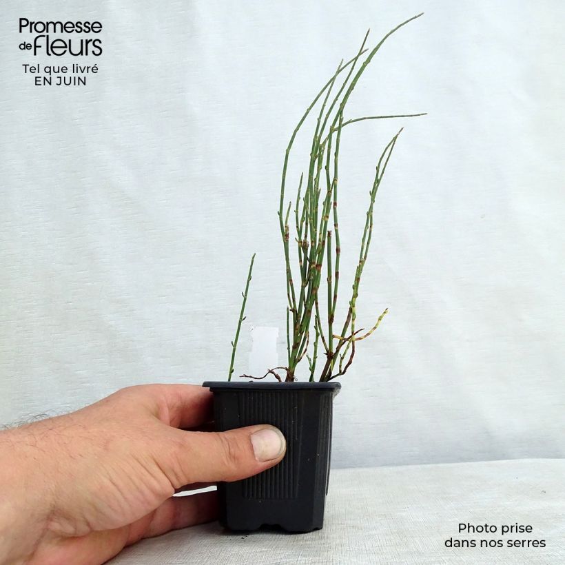 Exemplaar van Polygonum scoparium - Duizendknoop Kweekpotje van 8/9 cm zoals geleverd in de zomer
