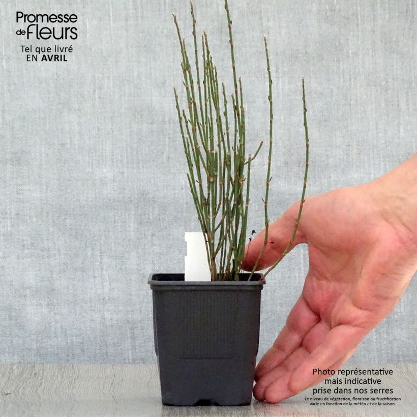 Exemplaar van Polygonum scoparium - Duizendknoop Kweekpotje van 8/9 cm zoals geleverd in de lente