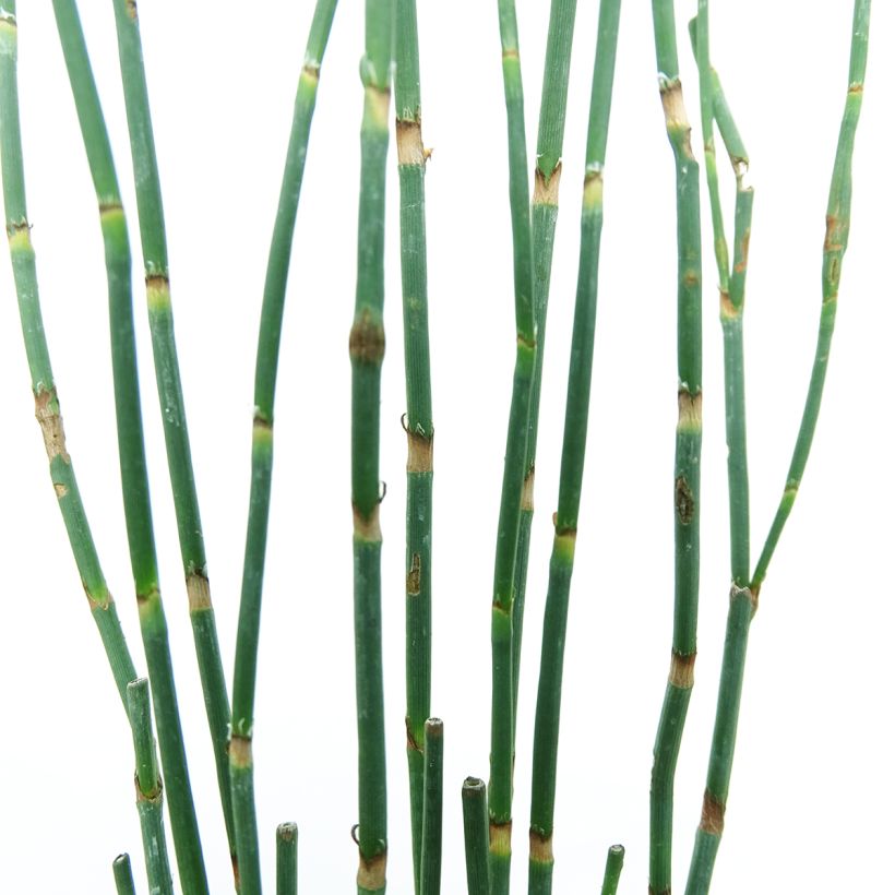 Polygonum scoparium - Duizendknoop (Foliage)