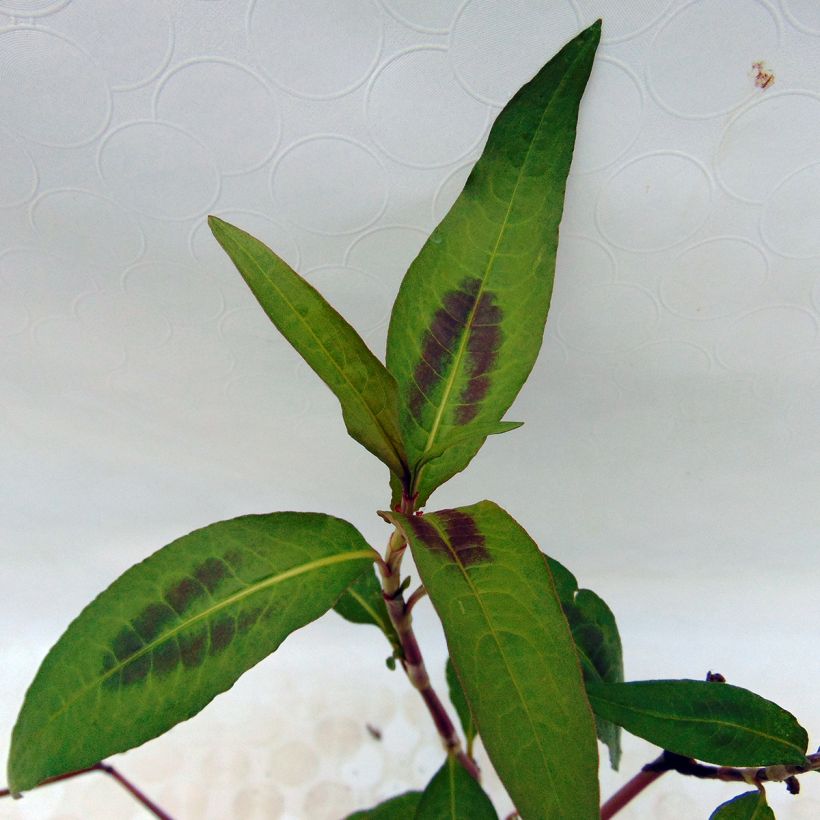 Vietnamese koriander - Persicaria odorata (Blad)