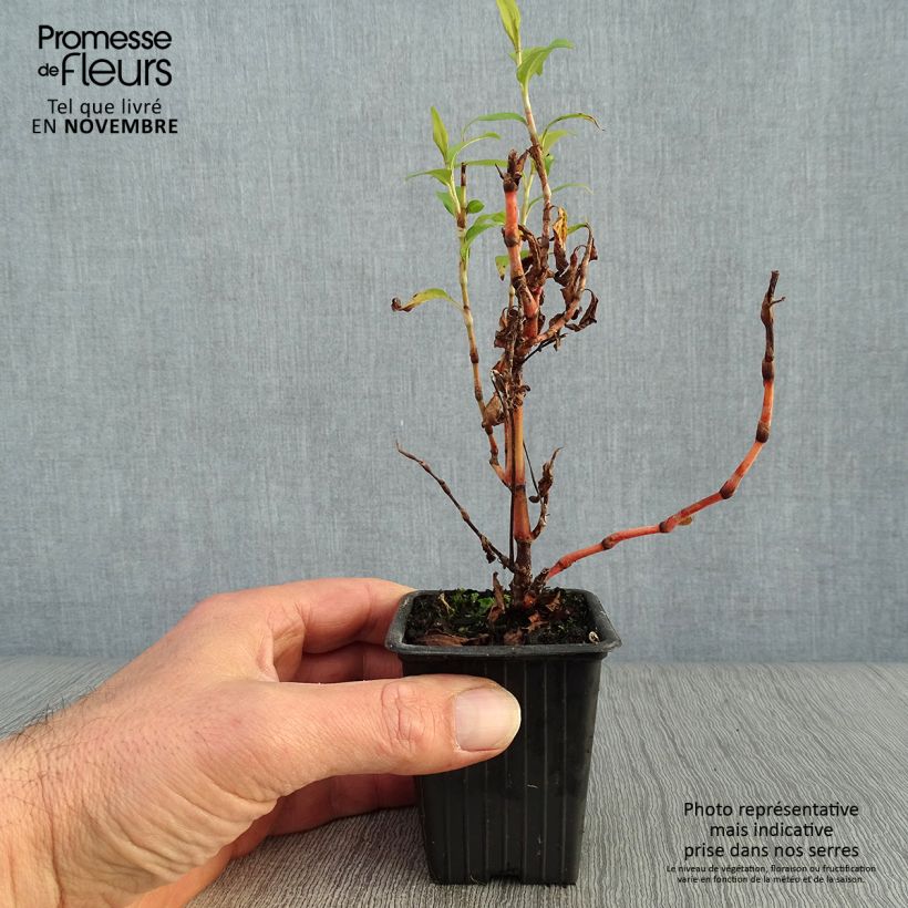 Exemplaar van Vietnamese koriander - Persicaria odorata Kweekpotje van 8/9 cm zoals geleverd in de herfst