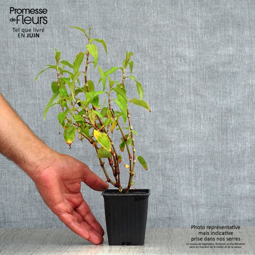 Exemplaar van Vietnamese koriander - Persicaria odorata Kweekpotje van 8/9 cm zoals geleverd in de zomer