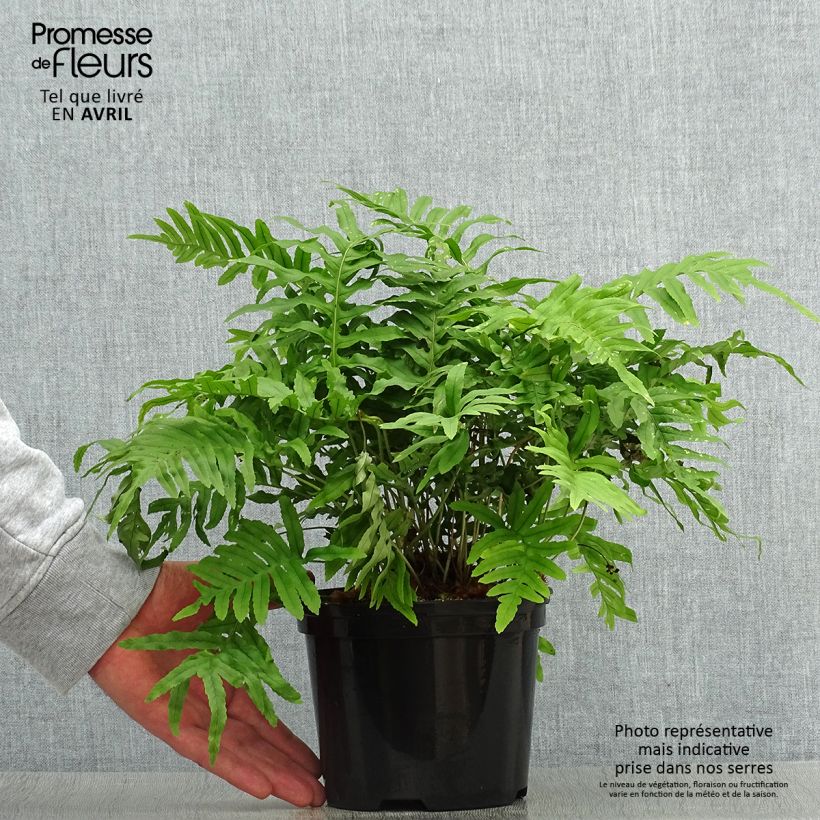 Exemplaar van Polypodium cambricum Whitley Giant - Gedronken eikvaren Pot van 2 l/3 l zoals geleverd in de lente