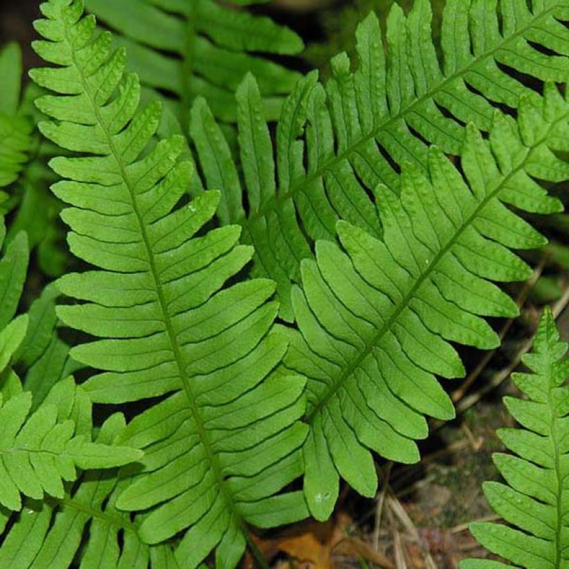 Polypodium vulgare - Gewone eikvaren (Foliage)