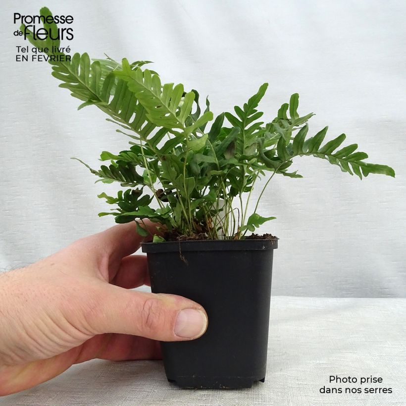 Example of Polypodium vulgare Bifido Multifidum - Gewone eikvaren Kweekpotje van 8/9 cm as you get in hiver