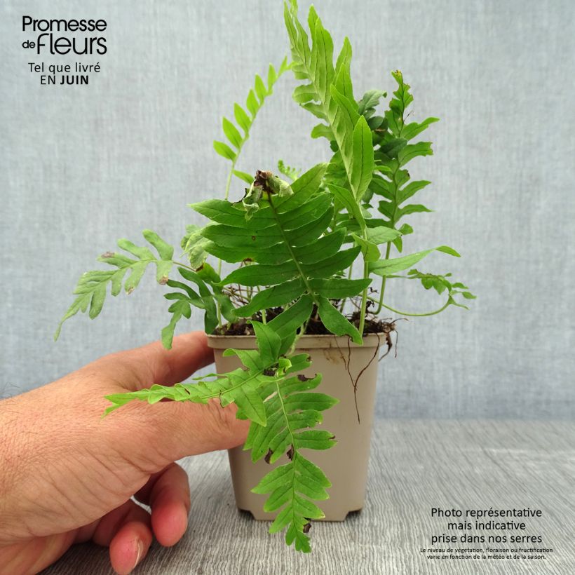 Exemplaar van Polypodium vulgare - Gewone eikvaren Kweekpotje van 8/9 cm zoals geleverd in de zomer