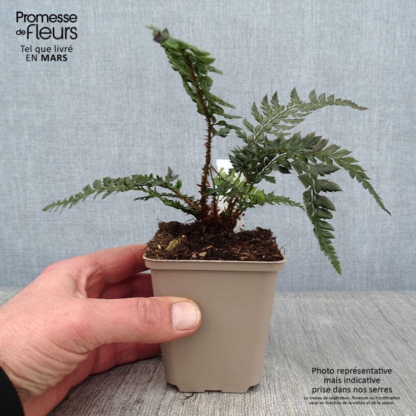 Example of Polystichum Shiny Holy Fern - Glansschildvaren Kweekpotje van 8/9 cm as you get in hiver