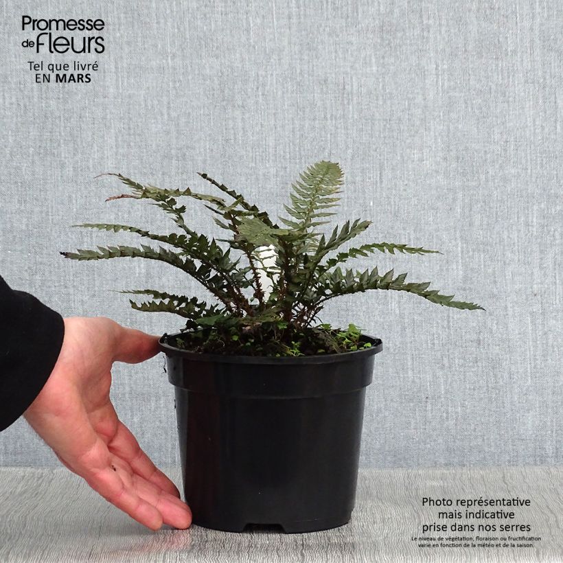 Example of Polystichum Shiny Holy Fern - Glansschildvaren Pot van 2 l/3 l as you get in hiver
