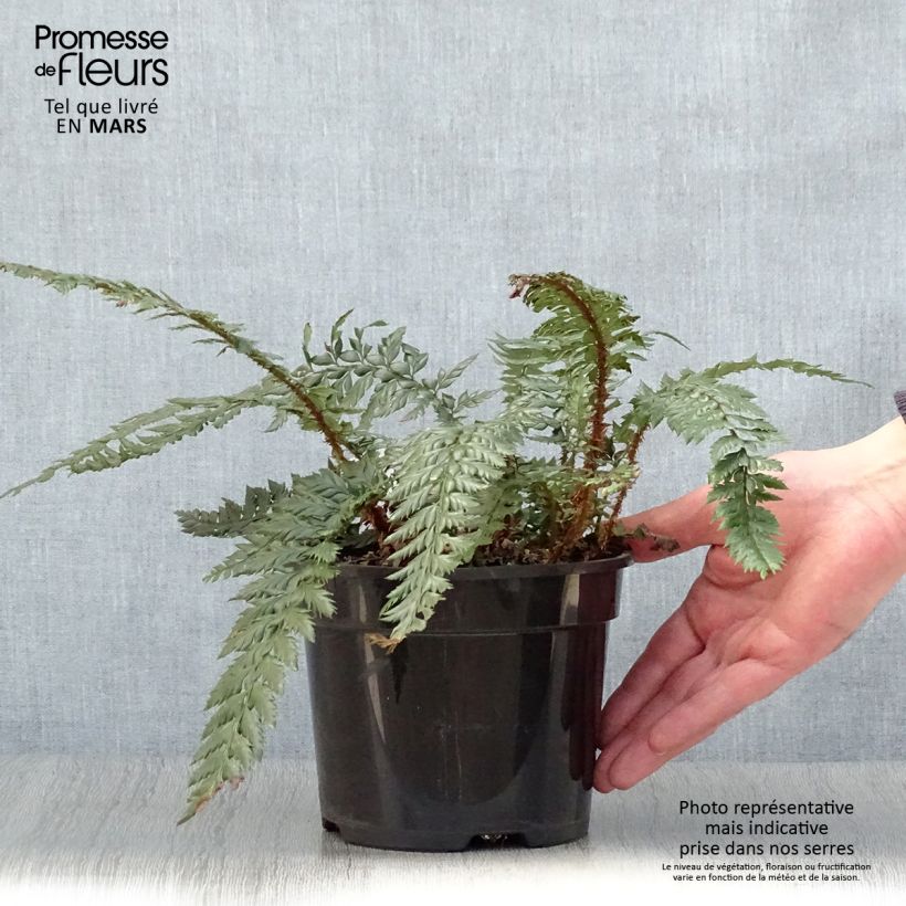 Exemplaar van Polystichum Shiny Holy Fern - Glansschildvaren Pot van 2 l/3 l zoals geleverd in de lente