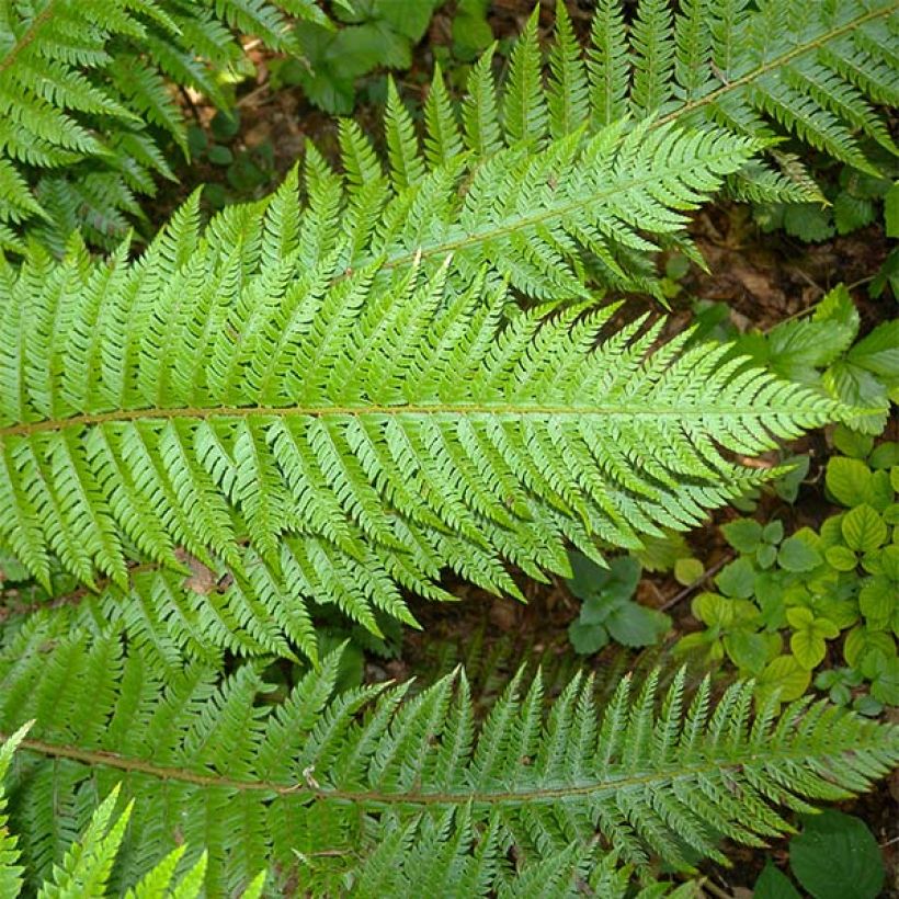 Polystichum aculeatum - Stijve naaldvaren (Foliage)
