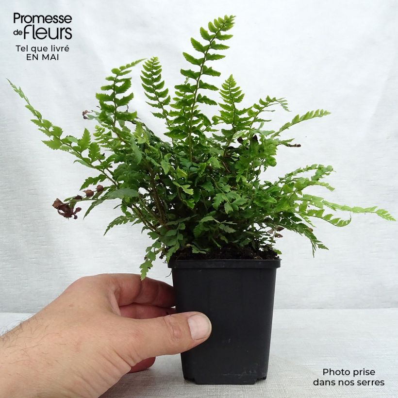 Exemplaar van Polystichum aculeatum - Stijve naaldvaren Kweekpotje van 8/9 cm zoals geleverd in de lente
