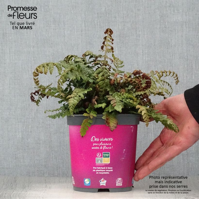 Exemplaar van Polystichum aculeatum - Stijve naaldvaren Pot van 2 l/3 l zoals geleverd in de lente