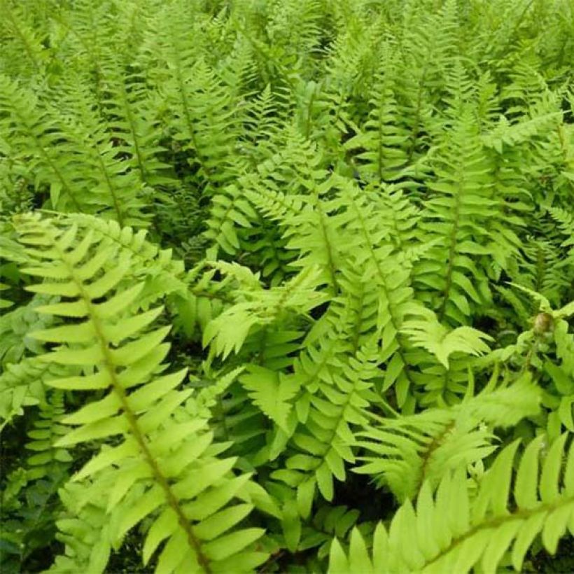 Polystichum munitum - Zwaardvaren (Foliage)