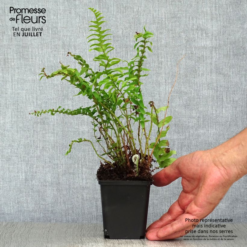 Exemplaar van Polystichum munitum - Zwaardvaren Kweekpotje van 8/9 cm zoals geleverd in de zomer