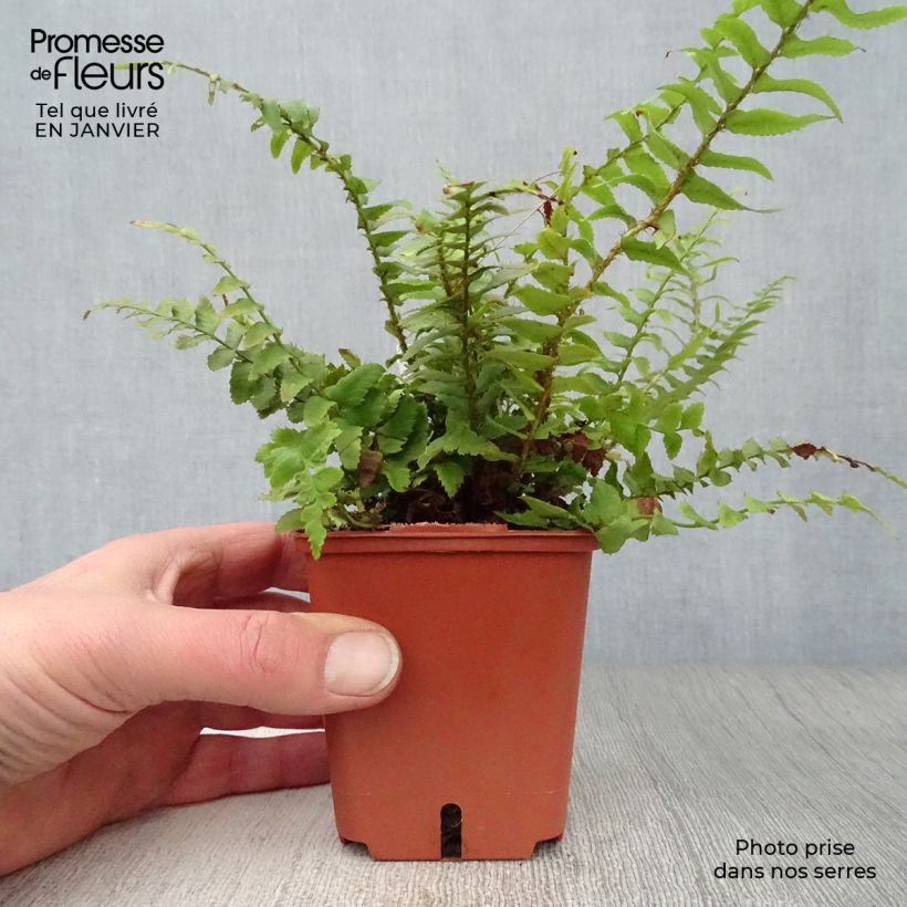 Example of Polystichum munitum - Zwaardvaren Kweekpotje van 8/9 cm as you get in hiver