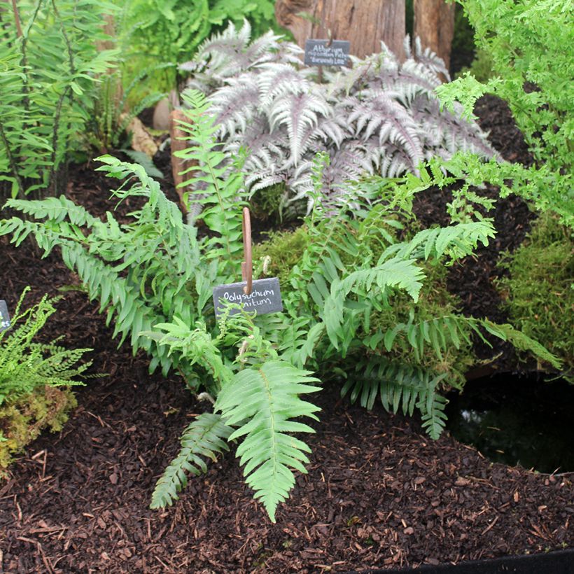 Polystichum munitum - Zwaardvaren (Groeiplaats)