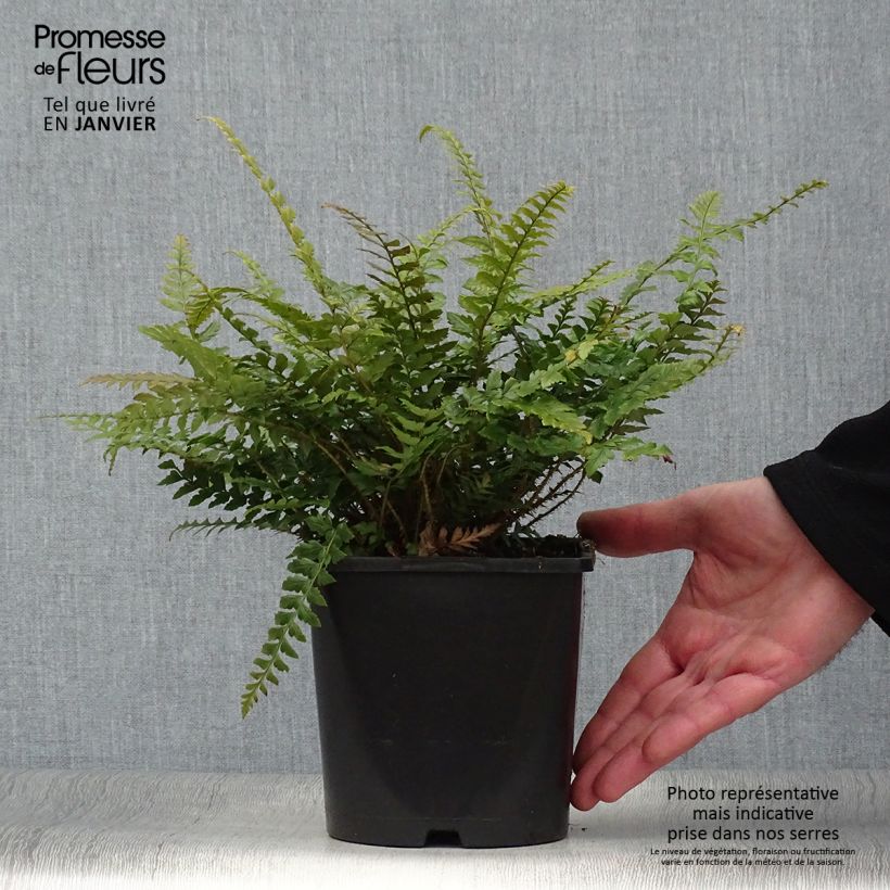 Example of Polystichum neolobatum - Aziatische sabelvaren Pot van 2 l/3 l as you get in hiver