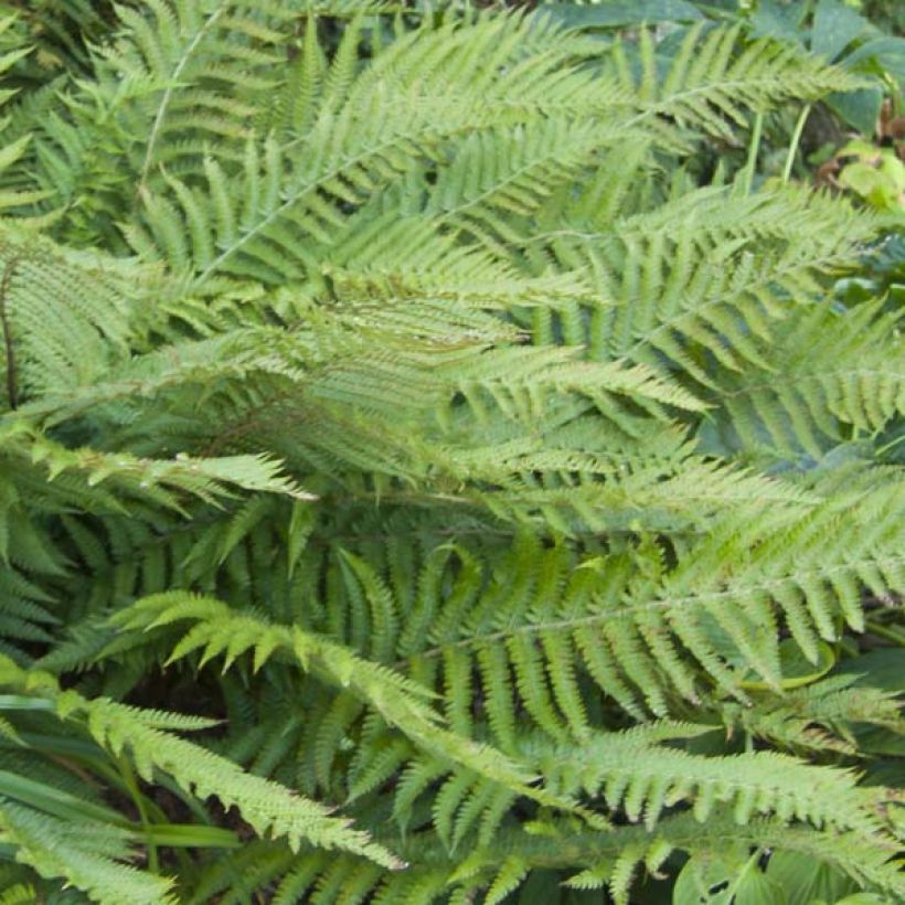 Polystichum polyblepharum - Glansschildvaren (Foliage)