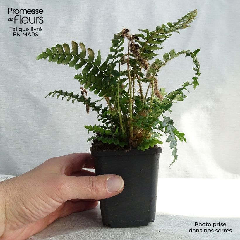 Example of Polystichum polyblepharum - Glansschildvaren Kweekpotje van 8/9 cm as you get in hiver