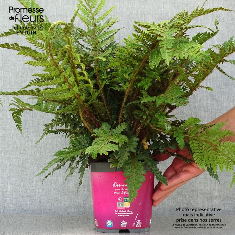 Exemplaar van Polystichum polyblepharum - Glansschildvaren Pot van 2 l/3 l zoals geleverd in de zomer