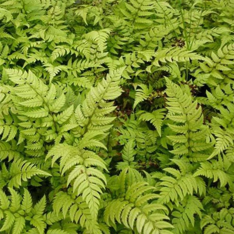 Polystichum rigens - Schildvaren (Foliage)