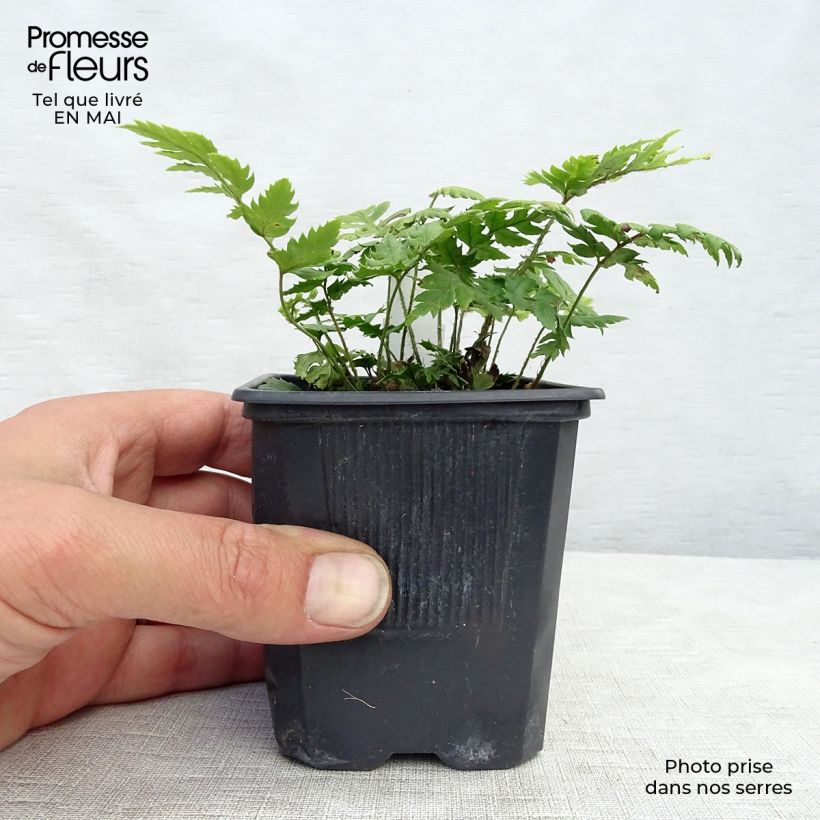 Exemplaar van Polystichum rigens - Schildvaren Kweekpotje van 8/9 cm zoals geleverd in de lente