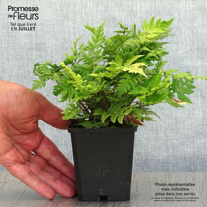Exemplaar van Polystichum rigens - Schildvaren Kweekpotje van 8/9 cm zoals geleverd in de zomer