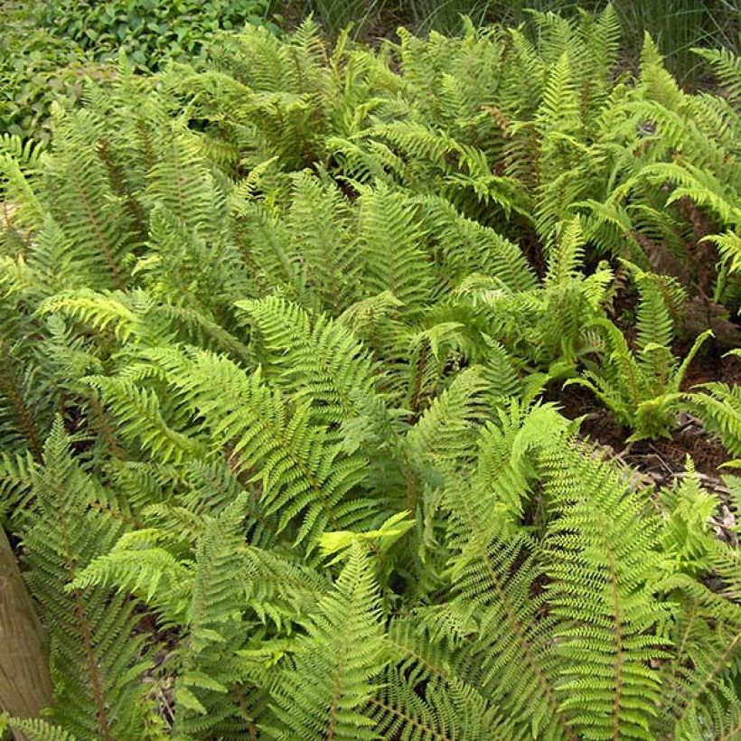 Polystichum setiferum - Zachte naaldvaren (Foliage)