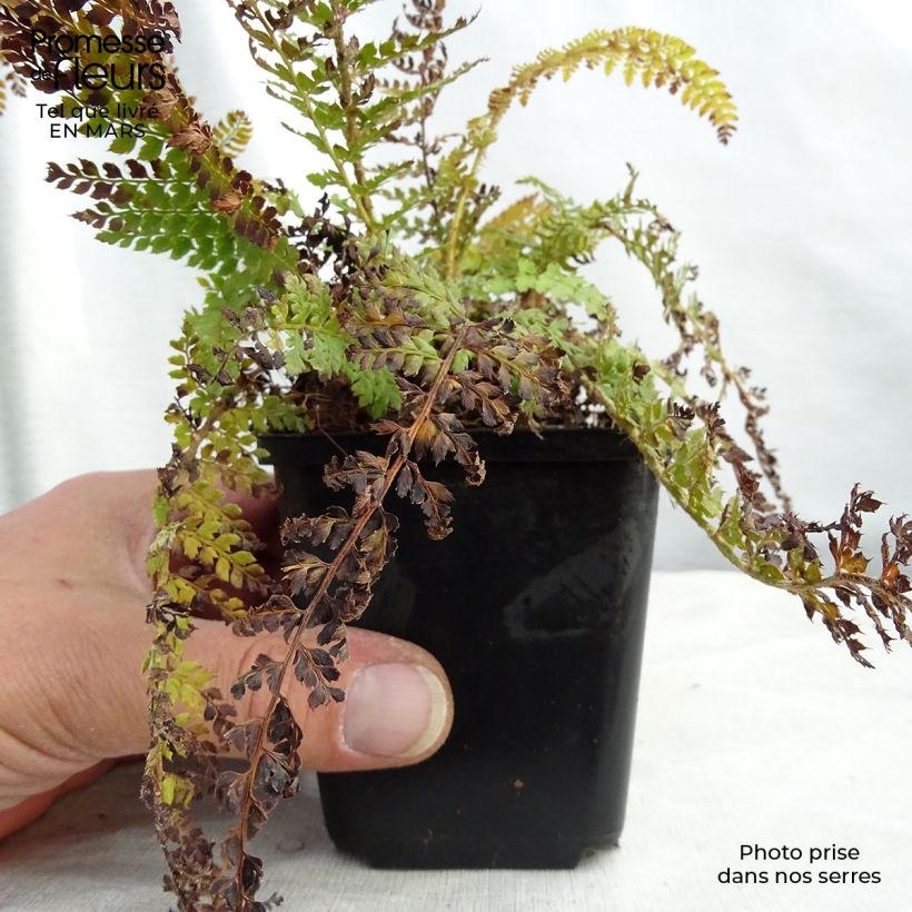 Example of Polystichum setiferum - Aspidie à cils raides Densum Kweekpotje van 8/9 cm as you get in hiver