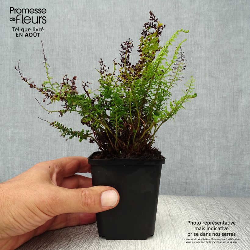 Exemplaar van Polystichum setiferum Herrenhausen - Zachte naaldvaren Kweekpotje van 8/9 cm zoals geleverd in de zomer