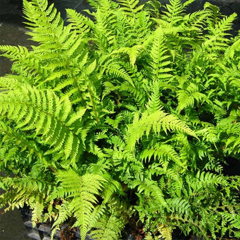 Polystichum setiferum Dahlem - Zachte naaldvaren (Blad)