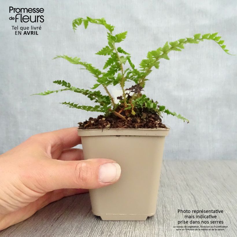 Exemplaar van Polystichum setiferum Dahlem - Zachte naaldvaren Kweekpotje van 8/9 cm zoals geleverd in de lente
