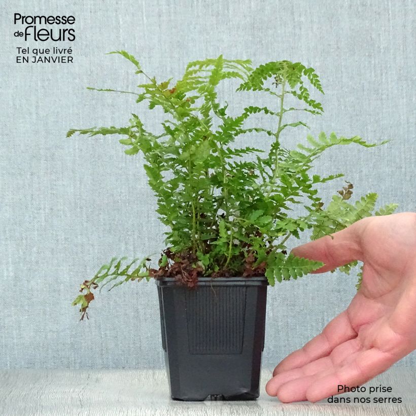 Example of Polystichum setiferum - Zachte naaldvaren Kweekpotje van 8/9 cm as you get in hiver