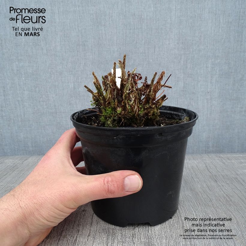 Example of Polystichum setiferum - Zachte naaldvaren Pot van 2 l/3 l as you get in hiver