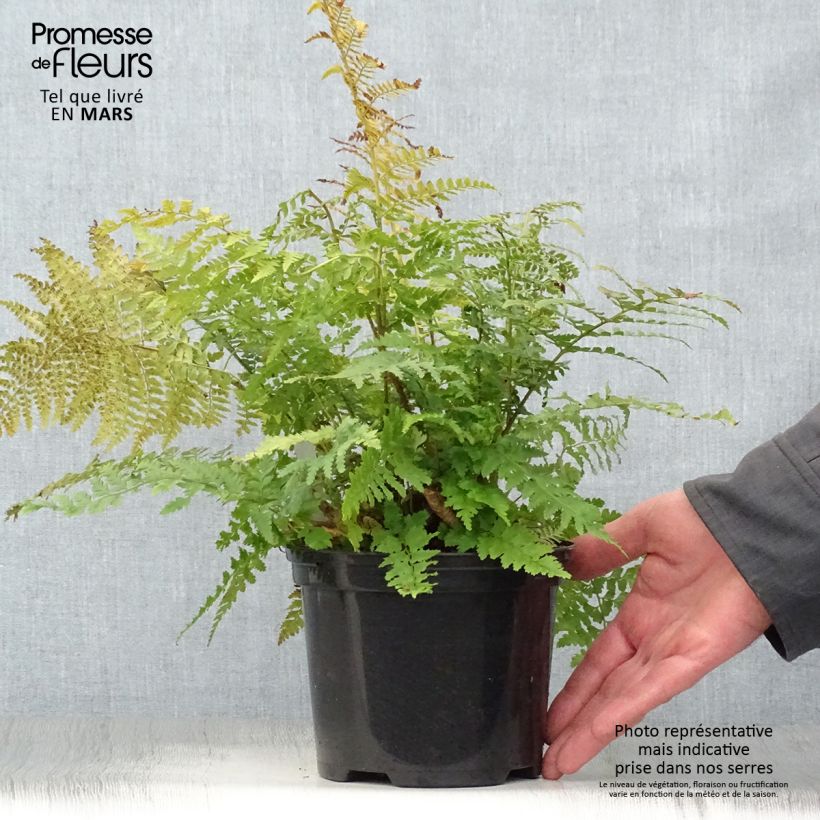 Exemplaar van Polystichum setiferum - Zachte naaldvaren Pot van 2 l/3 l zoals geleverd in de lente