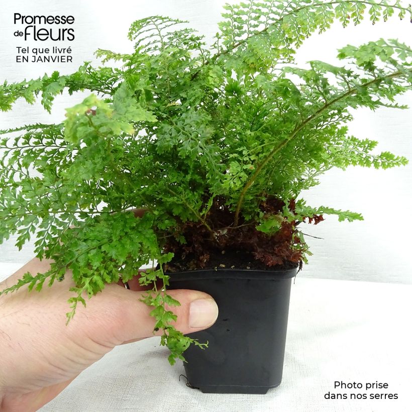 Example of Polystichum setiferum Plumosum Densum - Fougère Kweekpotje van 8/9 cm as you get in hiver