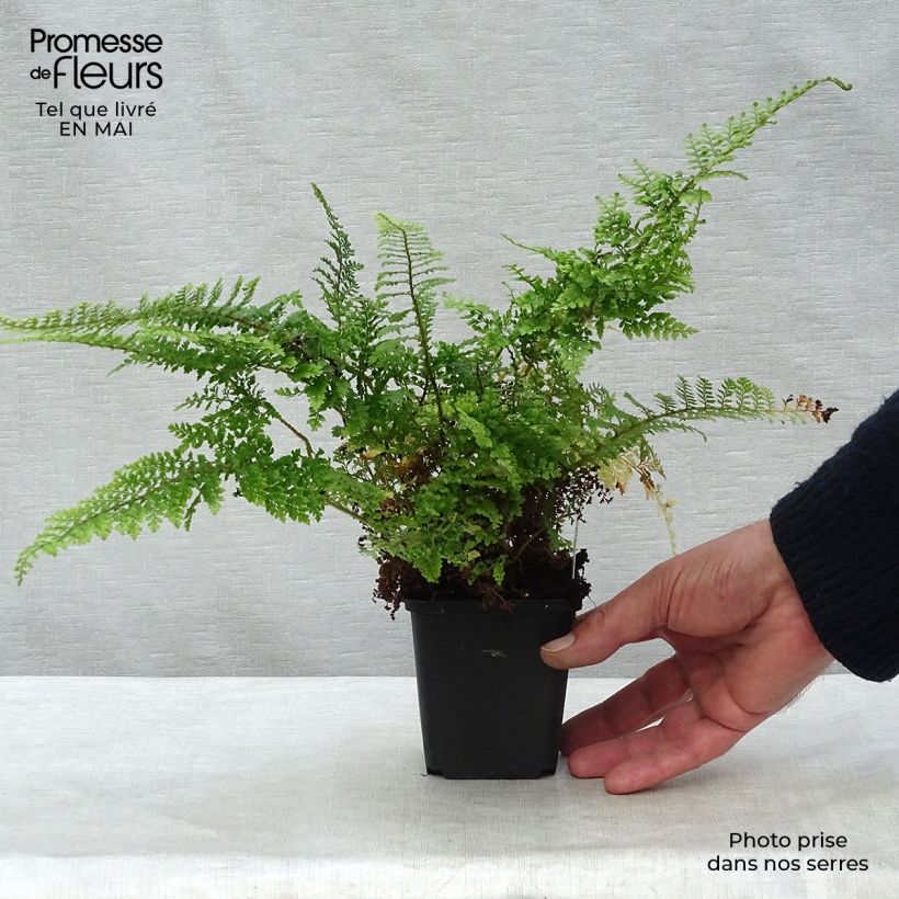 Exemplaar van Polystichum setiferum Plumosum Densum - Zachte naaldvaren Kweekpotje van 8/9 cm zoals geleverd in de lente